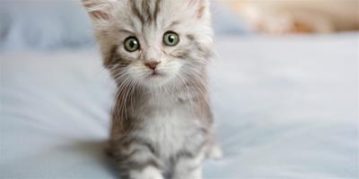 貓絕育和疫苗的關係如何？