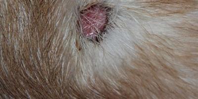 夏季如何避免拉布拉多犬患上皮膚病