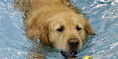 帶狗狗游泳千萬不能忽視的重點