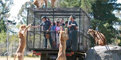 遊客關籠子被獅子“賞玩”