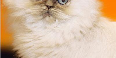 寵物貓貓的眼睛護理及技巧