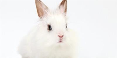 寵物兔健康成長飼養手冊