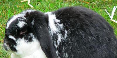 兔子會吃什麼 乾草主要以苜蓿草為主