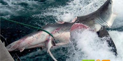 大白鯊撕咬3.5米長鯊魚
