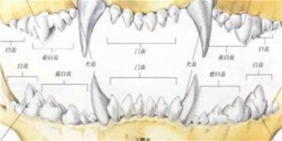 口腔和牙齒疾病防治一覽圖