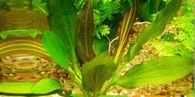 【方法】魚缸綠藻怎麼去除？