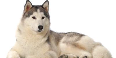 阿拉斯加雪橇犬夏天怎麼護理？