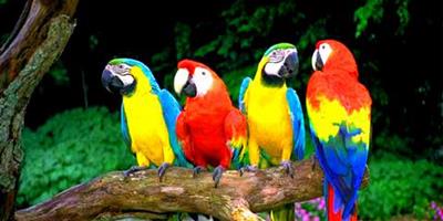 最好看的寵物鳥是什麼鳥 金剛鸚鵡是色彩最豔麗的