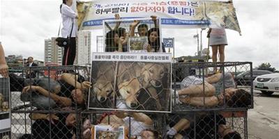 蜷縮籠中 韓國人抗議吃狗肉傳統風俗