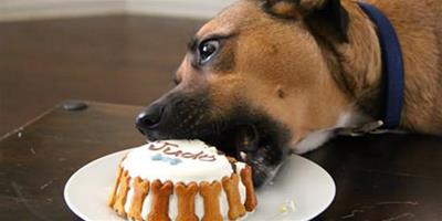 寵物愛吃甜食蛋糕怎麼辦