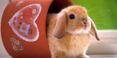 如何給兔子清洗耳朵