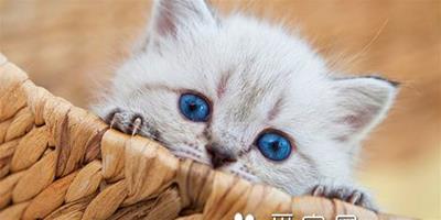 藍眼睛的貓是什麼貓 是可愛的貴族波斯貓