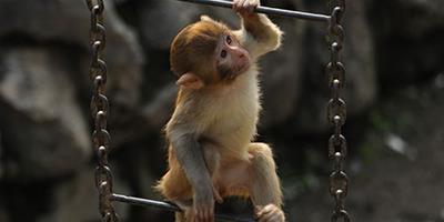 買只猴子多少錢 寵物猴子一般價格7000元/只