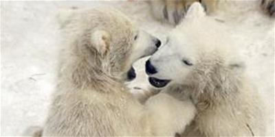 俄羅斯雙胞胎小北極熊首次戶外亮相