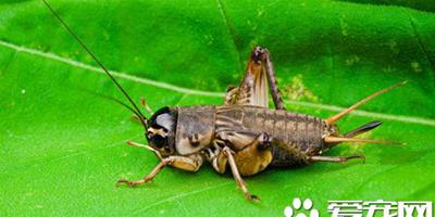 蟋蟀怎麼餵養 蟋蟀餵食需要注意的要點