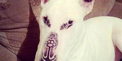 巴西紋身師給自家寵物狗刺青被指虐待動物