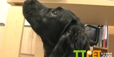 寵物科學：狗狗“嗅出癌症”的特殊能力