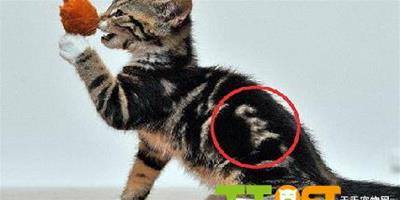 貓咪身體驚現奇異斑紋 表明身份