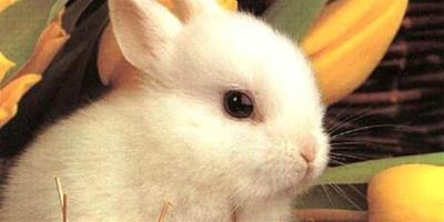 兔子流口水可能因為口腔疾病