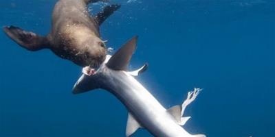 南非海豹大逆襲，戰勝鯊魚食其肉