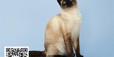 貴族氣質的暹羅貓怎麼美容
