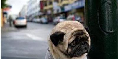 美國巴哥犬因滿臉皺紋成“全世界最憂傷的狗”