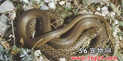 巴爾幹紋蛇