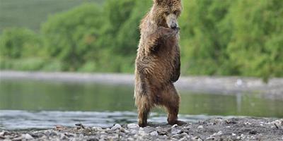 俄公熊湖邊秀舞技，為母熊表演