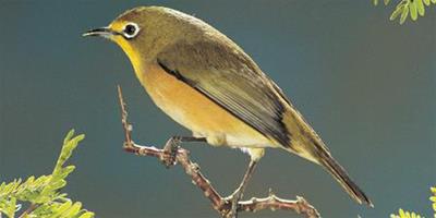 鳥的常見病與防治 鳥兒常見疾病的防治方法