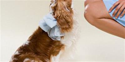 狗狗餵養攻略 防止狗狗過敏的狗糧選擇