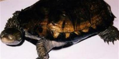 刺股蛇頸龜的形態特徵