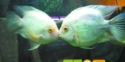正確區分接吻魚公母的方法