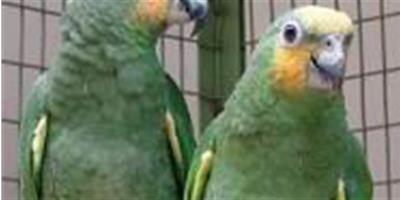 橙翅亞馬遜鸚鵡