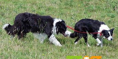 一隻狗自願為另一隻盲犬充當導盲犬