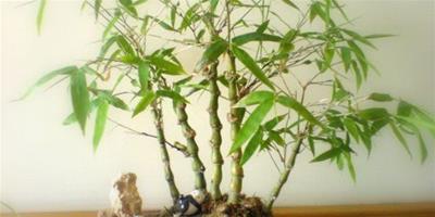 佛肚竹盆景的製作與養護