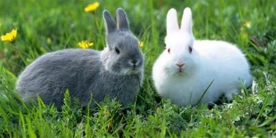 兔子不吃草怎麼辦？如何處理？