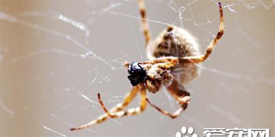 蜘蛛如何養 蜘蛛幼體時期飼養最重要
