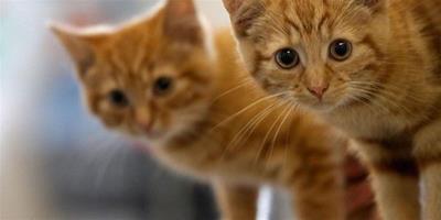 奧地利小鎮懸案 啟動調查52只貓失蹤