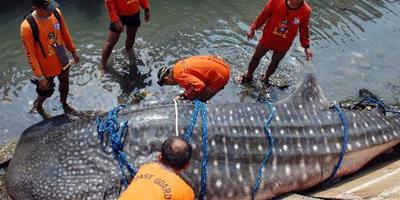 菲律賓馬尼拉灣發現鯨鯊屍體