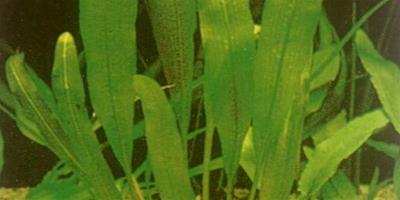 水草品種—細葉網草
