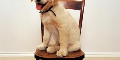 金毛尋回犬體味程度 金毛犬是體味最大的狗種