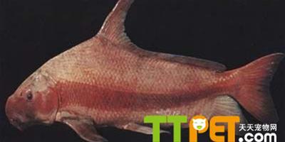 原生魚類――美國大口胭脂魚