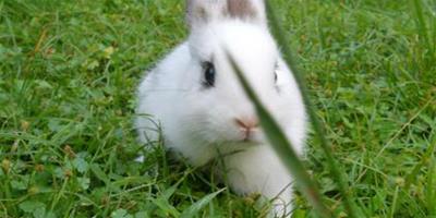 兔子為什麼吃毛 兔毛有麥角醇和膽固醇