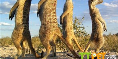 英國科學家揭秘貓鼬群落:獨特傳統世代相傳