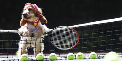 英國寵物食品公司為汪星人辦網球賽