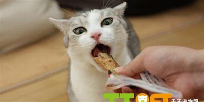 為貓咪選擇合適減肥食品方法