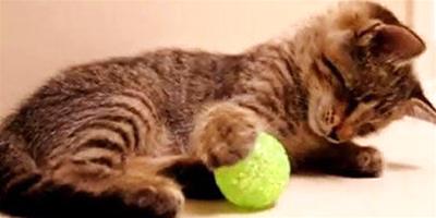 貓咪喜歡玩毛茸茸的球？