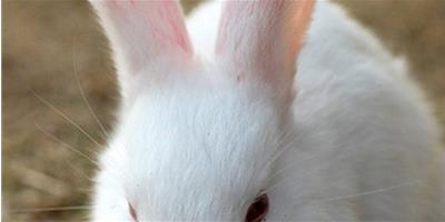 兔子食毛症的防治