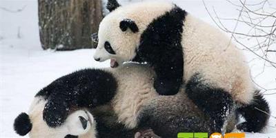 大熊貓“福龍”在雪地中撒野