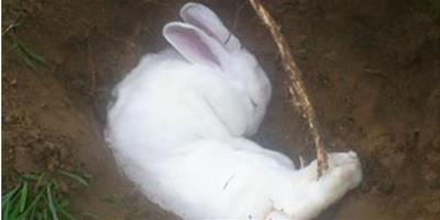 兔子怎麼吃球蟲藥 注射給藥更有效